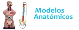 tl_files/2015/Modelos anatomicos.jpg